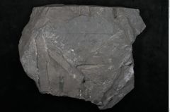 Foto (Detailansicht) von Sagenopteris rhoifolia Presl (NHMW-GEO-2024-0188-10648)